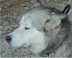 malamute intelligence