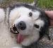Lacey Thumbnail