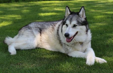 Sami1